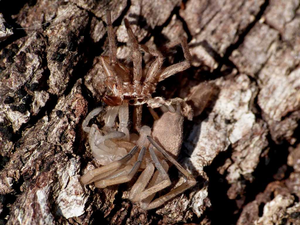 Muta di Drassodes cfr lapidosus - Tolfa (RM)